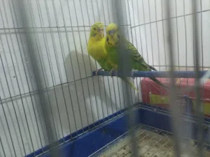 جوز عصافير حب تحته اربع بيضات للبيع التواصل واتس اب فقط أو على الخاص