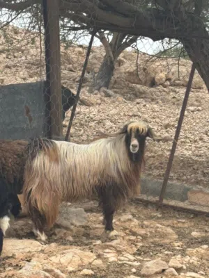 للبيع تيس فحل ولا بغيته ذبح سمين من حلال السعيدي القديم تيس ماشاءالله مد وشور