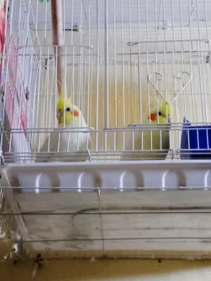 البيع كلمن وسعره اصلي وعدي عادي