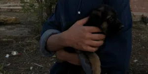جرو جيرمن شيبرد شولاين أنثئ