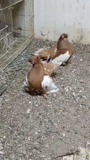 زوج فولكا للبيع . تفاصيل الطيور فالوصف تحت