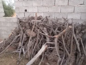 حطب زيتون للبيع