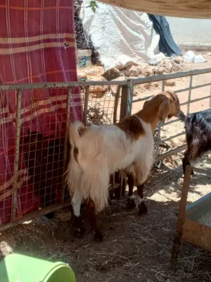 للبيع ثنيان كفالة هداد علي ردد عجمي