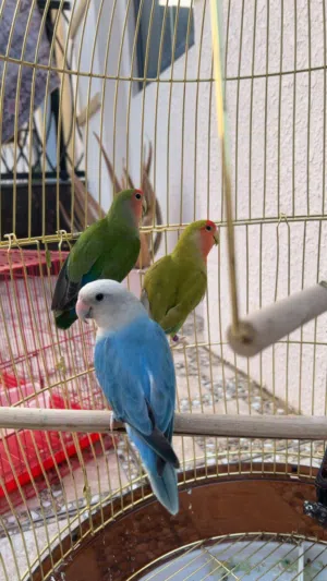 للبيع طيور روز مع القفص