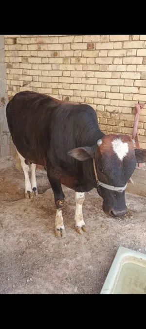 عجل للبيع مكان حي بغداد