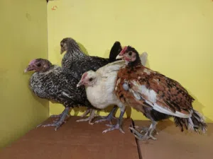 للبيع فروخ العمر شهرين ونص  سعر الحبة دينار