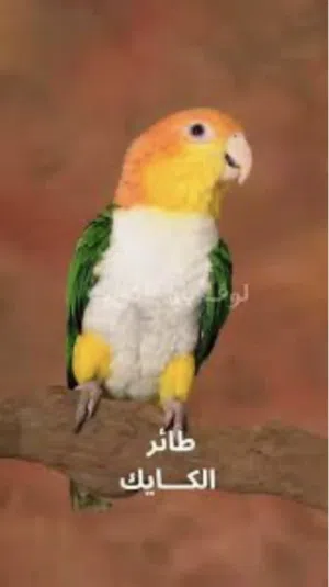 مطلوب فحل كايك للإنتاج