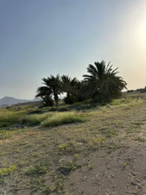 مزرعه للبيع مساحه كبيره وموقع ممتاز