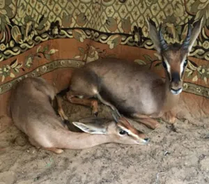 مطلوب غزلان الدماني التواصل الواتساب