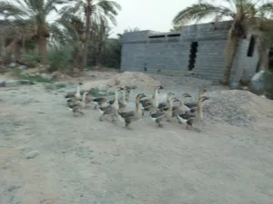 بط للبيع  في البصرة