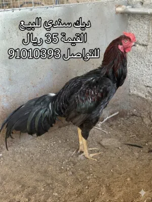 للبيع طيور تربيه متنوعه