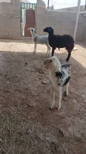 للبيع جاعده نجديه وحمله