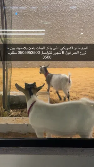 للبيغ ماعر امركي ذكر والانثى