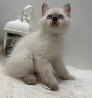 Ragdool hamalaya cat for sale قط ذكر راغدول همالايا مع جميع معداته جديده
