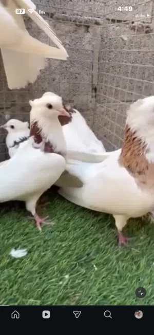 مطلوب حمام ايراني مطوق