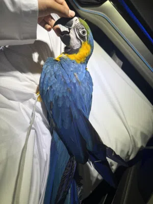 MACAW PAROT (5 months old (male)