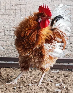 ديك زينة من سلاله اوروبية مهجن مع عماني