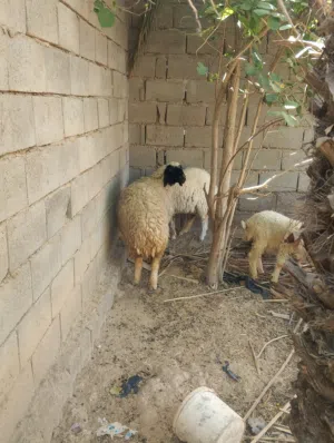 نعجة ام ثاني بطن