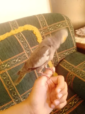 Parrots0