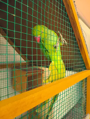 Parrots4