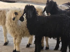 للبيع كبشان 2 حملات 4 حلال طيب ماشاء الله