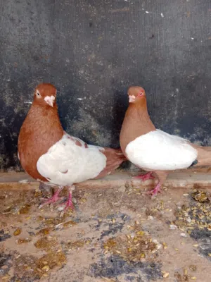 جواز كلهن شغالات اقرأ الوصف