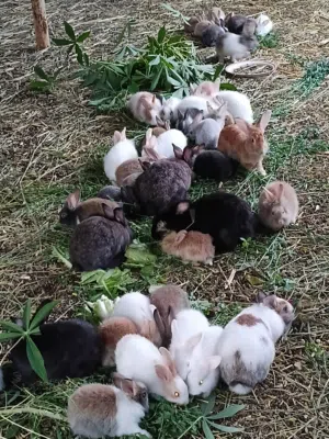 أرانب هولندي للبيع