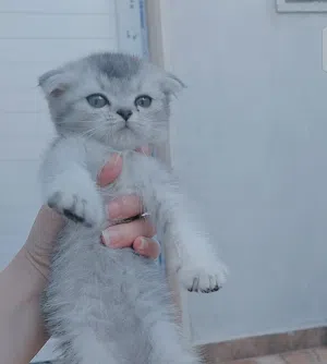 قطه سكوتش فولد سلفر