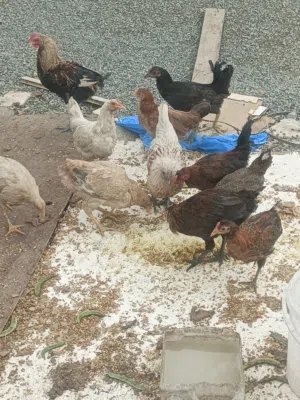 دجاج عماني للبيع ممكن 1 شهر بعد ايجي بيض