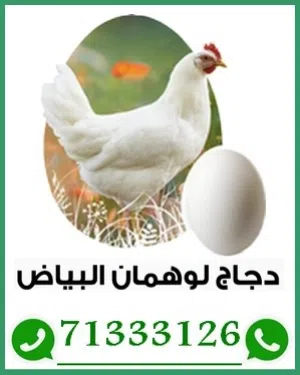 يتوفر دواجن و ديكا لوهمان اصلية مستورده