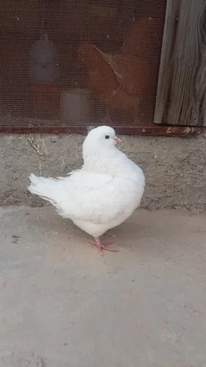 مطلوب طيرت كنق بسعر مناسب