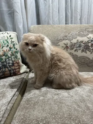 قطط للبيع ولادين وبنت