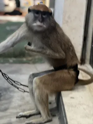 قرد انثى العمر  سنه