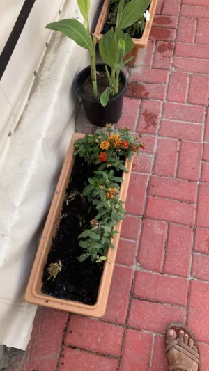 Professional Gardener