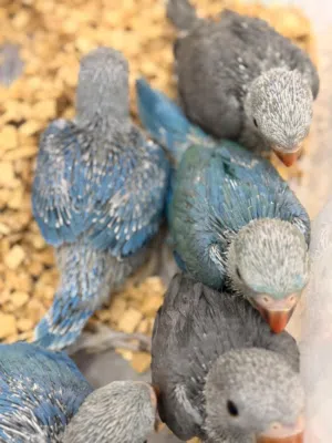 بغبغاء دره ملونه بعمر شهر