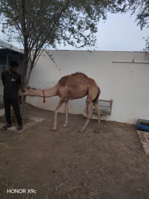 بكره عمانيه من الداخليه