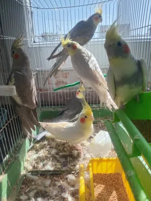 4 كوبيات كوكتيل سعرهم حررق كاش ولا تحويل عادي
