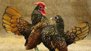 Chickens2