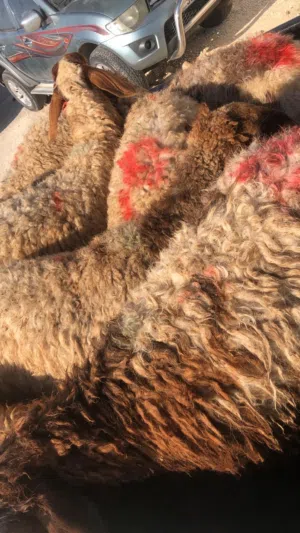 يوجد حليب بلدي غنم كمية كبيرة