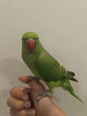 طير ذره انثى