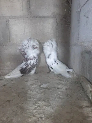 جوز جاكوبين