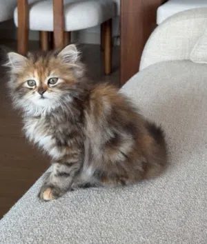 Serbian 2 month old kitten vaccinated, potty trained, and has pet passport