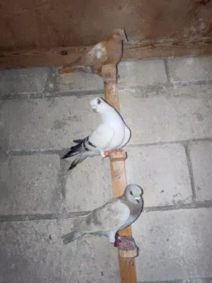 طيورة حمام