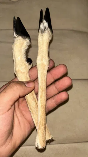 يدين غزال على 18