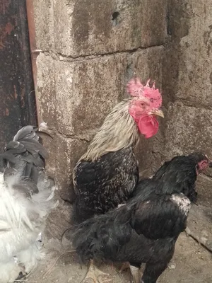 ‏دجاج‏3