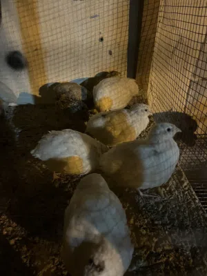 للبيع سمان ملكي