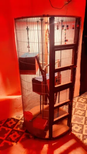 قفص طيور كوكتيل