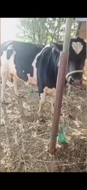 بيع ابقار نمساوي