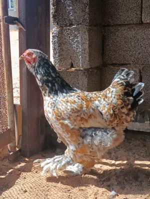دجاجة براهما برسلان