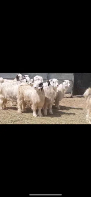حوالي للبيع